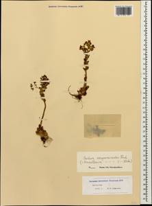 Prometheum sempervivoides (M. Bieb.) H. Ohba, Caucasus, Dagestan (K2) (Russia)