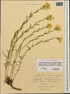 Erysimum ibericum (Adams) DC., Caucasus, North Ossetia, Ingushetia & Chechnya (K1c) (Russia)