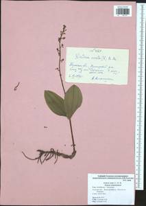 Neottia ovata (L.) Bluff & Fingerh., Eastern Europe, Central region (E4) (Russia)