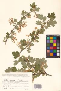 Ribes aureum Pursh, Eastern Europe, Lower Volga region (E9) (Russia)