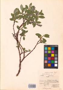 Salix arctica Pall., Eastern Europe, Northern region (E1) (Russia)