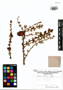 Larix sibirica Ledeb., Siberia, Baikal & Transbaikal region (S4) (Russia)