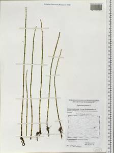 Equisetum palustre L., Siberia, Russian Far East (S6) (Russia)