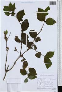 Lonicera, South Asia, South Asia (Asia outside ex-Soviet states and Mongolia) (ASIA) (China)