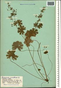 Geranium pusillum L., Caucasus, Stavropol Krai, Karachay-Cherkessia & Kabardino-Balkaria (K1b) (Russia)