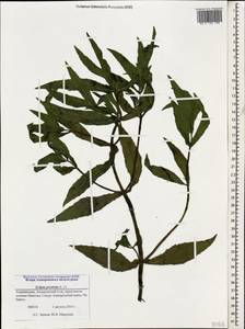 Eclipta prostrata (L.) L., Caucasus, Azerbaijan (K6) (Azerbaijan)