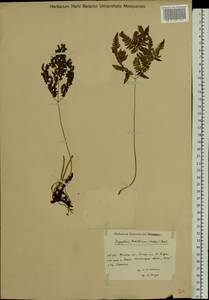 Gymnocarpium robertianum (Hoffm.) Newman, Eastern Europe, Central forest-and-steppe region (E6) (Russia)