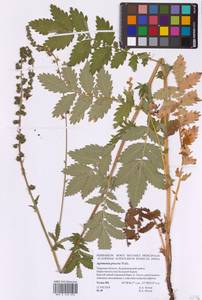 Agrimonia procera Wallr., Eastern Europe, North-Western region (E2) (Russia)