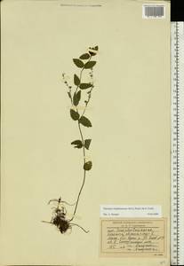 Veronica vindobonensis (M. Fisch.) M. Fisch., Eastern Europe, Moscow region (E4a) (Russia)