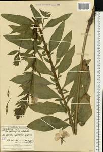 Oenothera biennis L., Eastern Europe, West Ukrainian region (E13) (Ukraine)