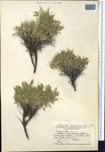 Astragalus lasiosemius Boiss., Middle Asia, Pamir & Pamiro-Alai (M2) (Kyrgyzstan)