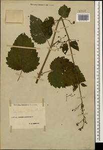 Scrophularia divaricata Ledeb., Caucasus, Stavropol Krai, Karachay-Cherkessia & Kabardino-Balkaria (K1b) (Russia)