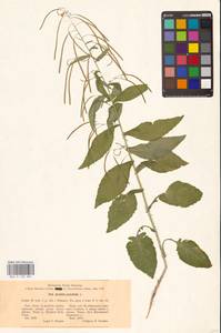 Catolobus pendulus (L.) Al-Shehbaz, Eastern Europe, Eastern region (E10) (Russia)