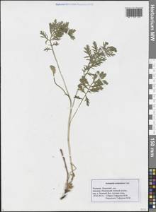 Artemisia armeniaca Lam., Eastern Europe, Middle Volga region (E8) (Russia)