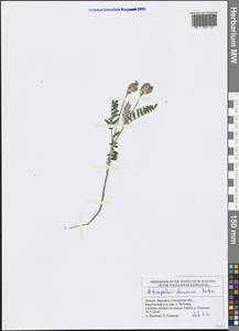 Astragalus danicus Retz., Eastern Europe, Middle Volga region (E8) (Russia)