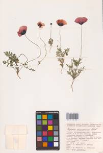 Papaver arenarium M.Bieb., Eastern Europe, Lower Volga region (E9) (Russia)