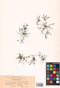 MHA 0 159 731, Limosella aquatica L., Eastern Europe, North Ukrainian region (E11) (Ukraine)