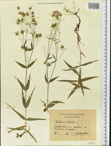 Rabelera holostea (L.) M. T. Sharples & E. A. Tripp, Eastern Europe, Moldova (E13a) (Moldova)