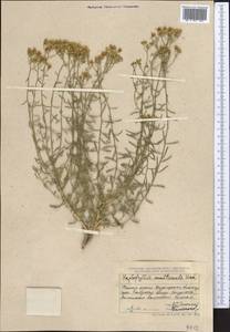 Haplophyllum multicaule Vved., Middle Asia, Dzungarian Alatau & Tarbagatai (M5) (Kazakhstan)
