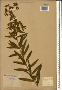 Euphorbia illirica Lam., Caucasus, Krasnodar Krai & Adygea (K1a) (Russia)