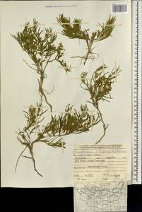 Cynanchum thesioides (Freyn) K. Schum., Mongolia (MONG) (Mongolia)