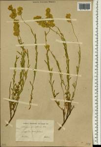 Aethionema grandiflorum Boiss. & Hohen., South Asia, South Asia (Asia outside ex-Soviet states and Mongolia) (ASIA) (Iraq)