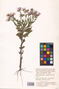 Aster amellus L., Eastern Europe, Lower Volga region (E9) (Russia)