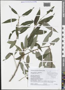 Salix fragilis L., Eastern Europe, Central region (E4) (Russia)