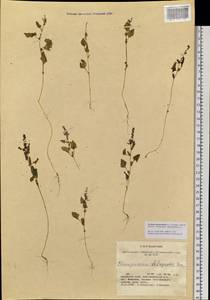 Oxybasis chenopodioides (L.) S. Fuentes, Uotila & Borsch, Siberia, Altai & Sayany Mountains (S2) (Russia)