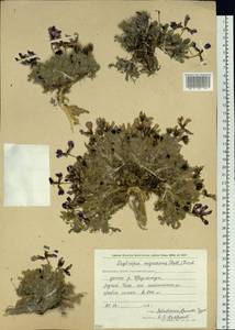 Oxytropis nigrescens (Pall.)DC., Siberia, Chukotka & Kamchatka (S7) (Russia)