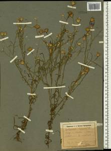 Centaurea cyanus L., Eastern Europe, North Ukrainian region (E11) (Ukraine)