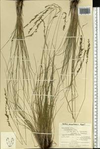 Festuca makutrensis Zapal., Eastern Europe, West Ukrainian region (E13) (Ukraine)