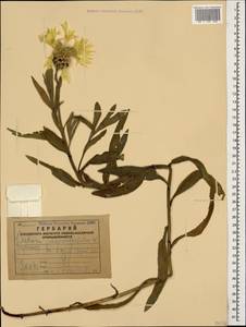 Centaurea cheiranthifolia Willd., Caucasus, Armenia (K5) (Armenia)