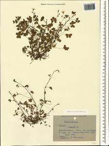 Oxalis corniculata L., Caucasus, Black Sea Shore (from Novorossiysk to Adler) (K3) (Russia)