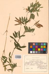 Lathyrus palustris subsp. palustris, Siberia, Russian Far East (S6) (Russia)
