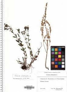 Veronica prostrata L., Eastern Europe, Middle Volga region (E8) (Russia)