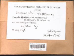 Brotherella recurvans (Michx.) M. Fleisch., Bryophytes, Bryophytes - America (BAm) (Canada)