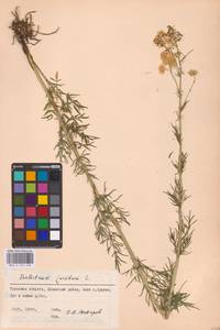 Thalictrum lucidum L., Eastern Europe, Central region (E4) (Russia)