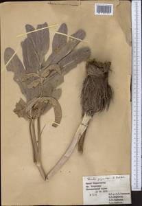 Ferula gigantea B. Fedtsch., Middle Asia, Pamir & Pamiro-Alai (M2) (Tajikistan)