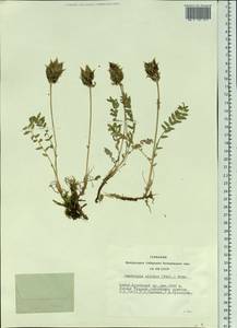 Oxytropis altaica (Pall.) Pers., Siberia, Altai & Sayany Mountains (S2) (Russia)