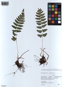 Thelypteris palustris (Salisb.) Schott, Siberia, Altai & Sayany Mountains (S2) (Russia)