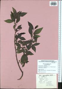 Salix myrsinifolia, Eastern Europe, Central region (E4) (Russia)