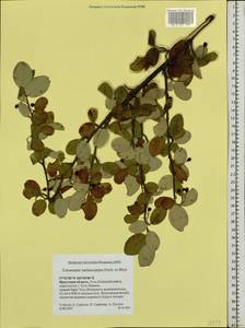 Cotoneaster melanocarpus G. Lodd., Siberia, Baikal & Transbaikal region (S4) (Russia)