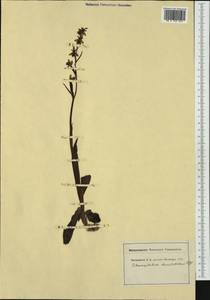 Ophrys insectifera L., Western Europe (EUR) (Switzerland)