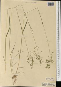 Poa sibirica Roshev., Mongolia (MONG) (Mongolia)