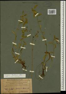 Pilosella leptophyton subsp. leptophyton, Caucasus, Azerbaijan (K6) (Azerbaijan)