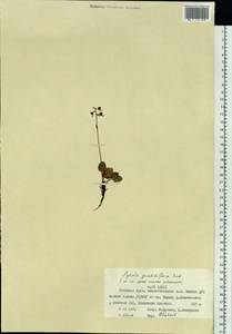 Pyrola grandiflora Radius, Siberia, Western Siberia (S1) (Russia)