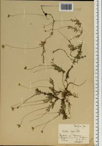 Draba sibirica (Pall.) Thell., Eastern Europe, Moscow region (E4a) (Russia)