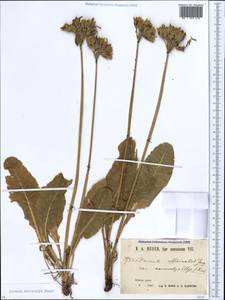 Primula veris subsp. macrocalyx (Bunge) Lüdi, Caucasus, Krasnodar Krai & Adygea (K1a) (Russia)