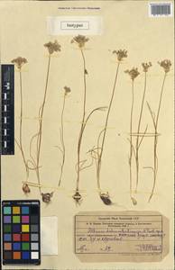 Allium parvulum Vved., Middle Asia, Western Tian Shan & Karatau (M3) (Kazakhstan)